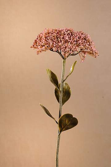 DRY FULL BLOOM SEDUM 46 cm old pink