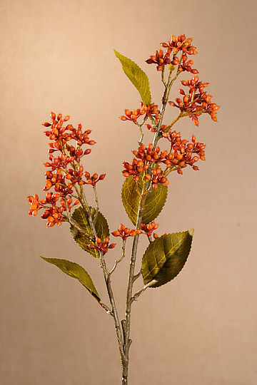 DRY VIBURNUM TINUS 58 cm orange