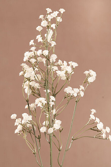 GYPSOFILA cream