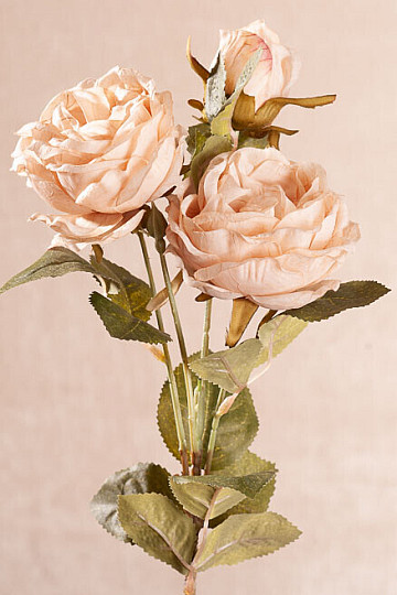 ROSE CABBAGE creamy