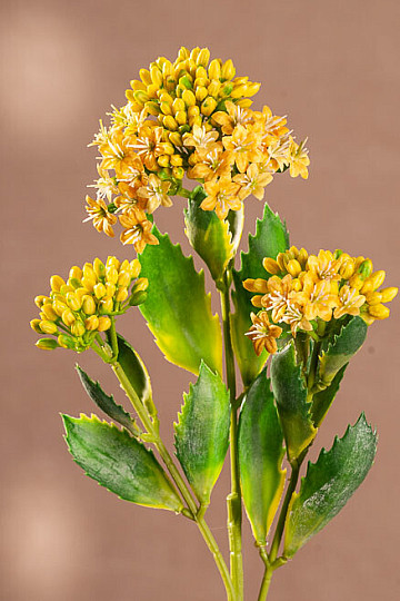 KALANCHOE YELLOW