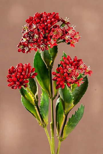 KALANCHOE RED