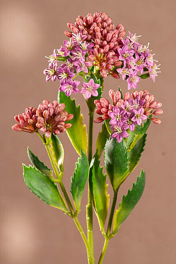 KALANCHOE PURPLE