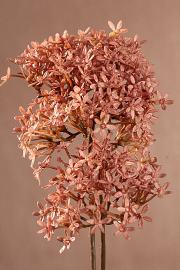 DRY CROWN FLOWER PINK