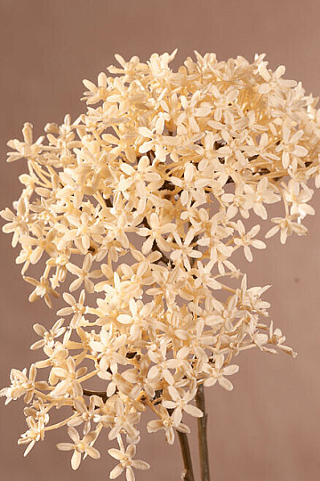 DRY CROWN FLOWER WHITE
