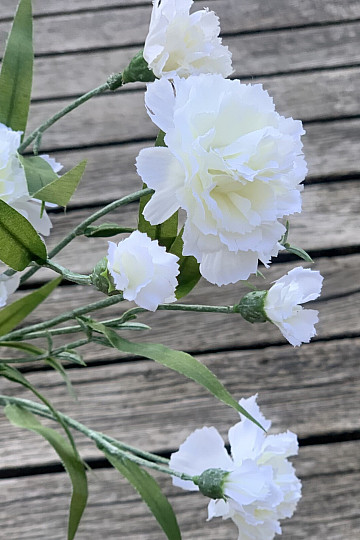 WHITE CARNATION