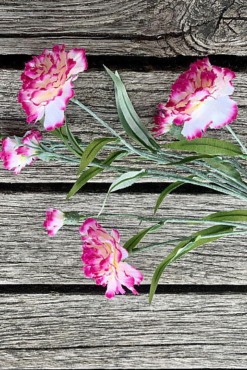 CARNATION pink and white