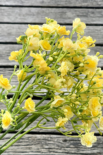 GYPSUM SPRAY YELLOW