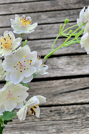 WHITE WILD FLOWER