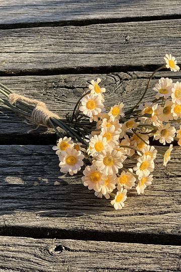 CHAMOMILE CREAM