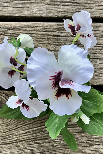 PANSY