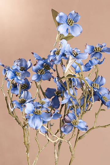 BLUE DOGWOOD