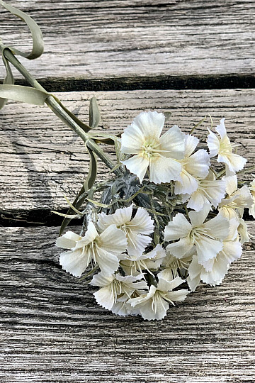 WHITE CARNATION