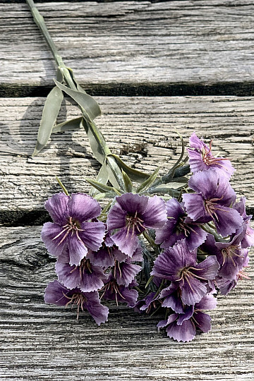 PURPLE CARNATION
