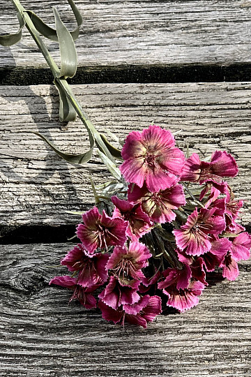 RED CARNATION