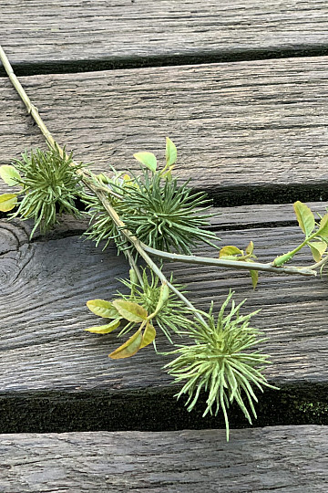 THISTLE GREEN