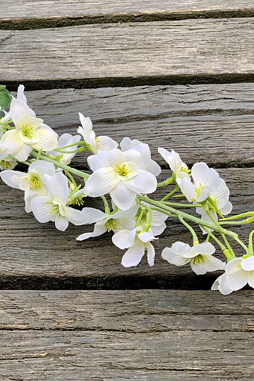 DELPHINIUM WHITE