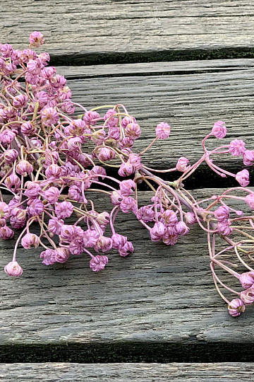 PURPLE GYPSOPHYLLA