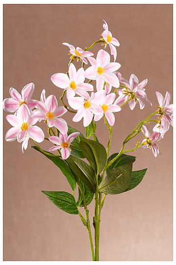 CLEMATIS PINK AND WHITE