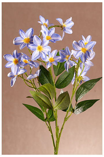 CLEMATIS BLUE