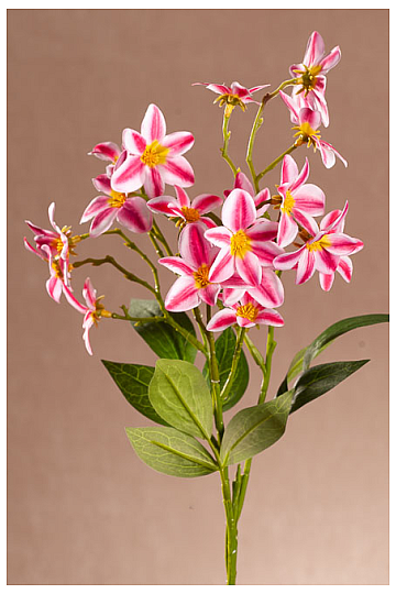 RED-WHITE CLEMATIS