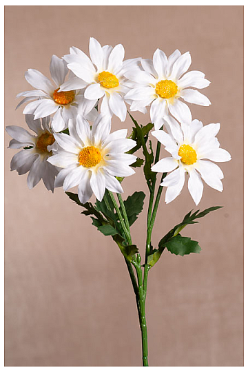 WHITE GAZANIA bunch