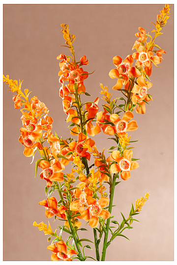 ORANGE CHILDREN
