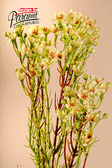 Waxflower yellow 78 cm