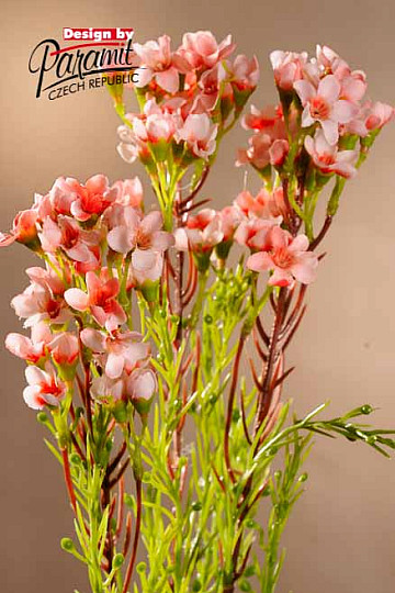 Waxflower light pink 79 cm