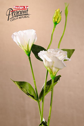 Lisiantus white 67 cm