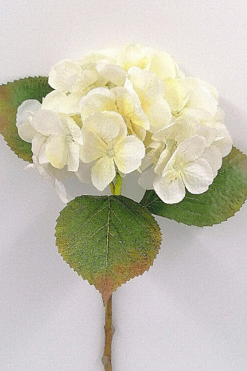 White hydrangea 48 cm