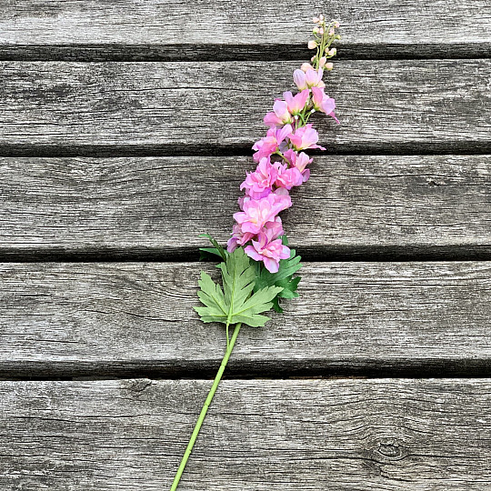 Delphinium pink 79 cm