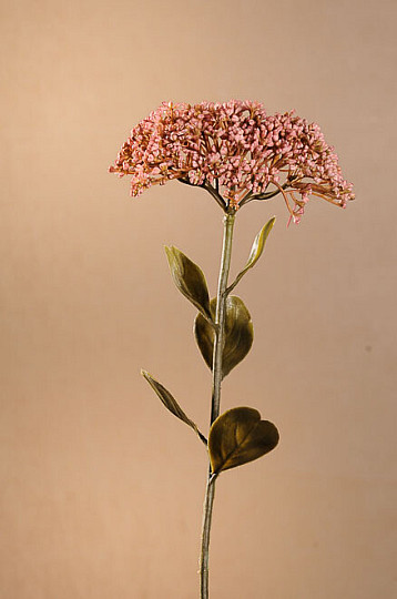 DRY FULL BLOOM SEDUM 46 cm old pink