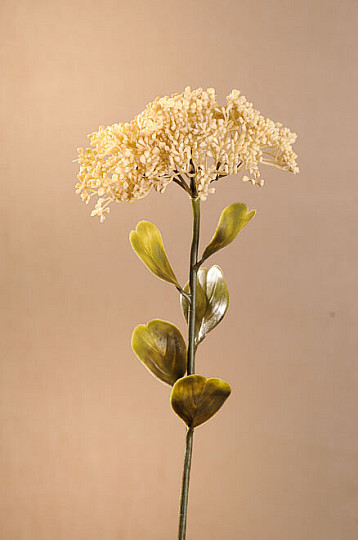 DRY FULL BLOOM SEDUM 46 cm white