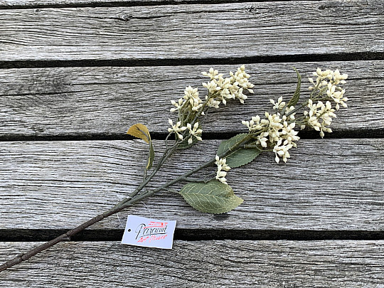 DRY VIBURNUM TINUS 58 cm white