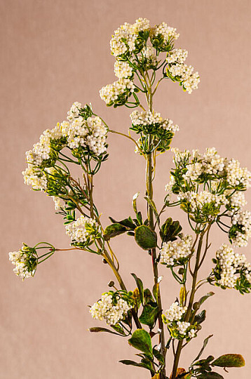 MINI FLOWERS white