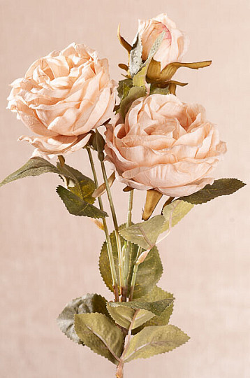 ROSE CABBAGE creamy