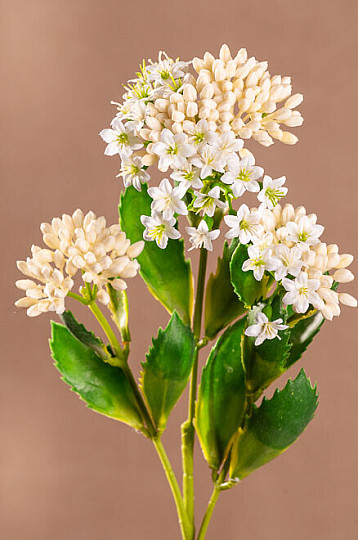 KALANCHOE WHITE