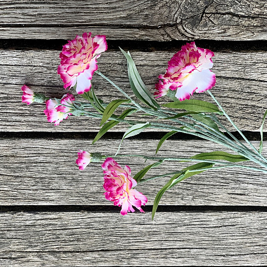 CARNATION pink and white