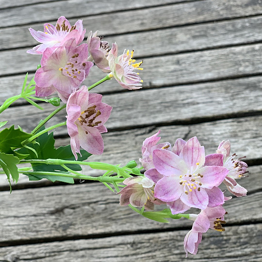 WILD FLOWER PINK