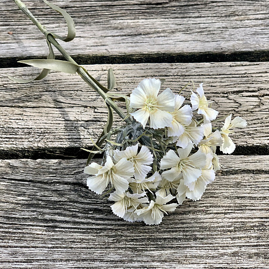 WHITE CARNATION