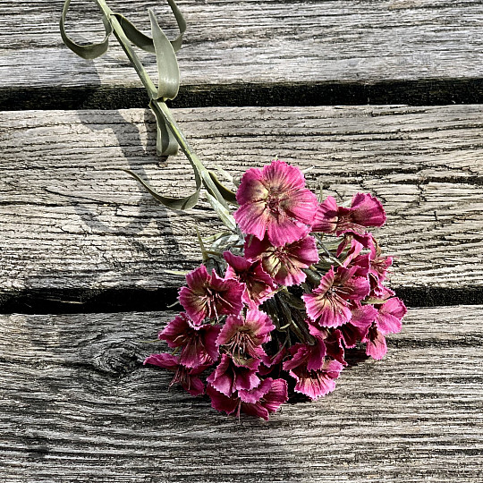 RED CARNATION