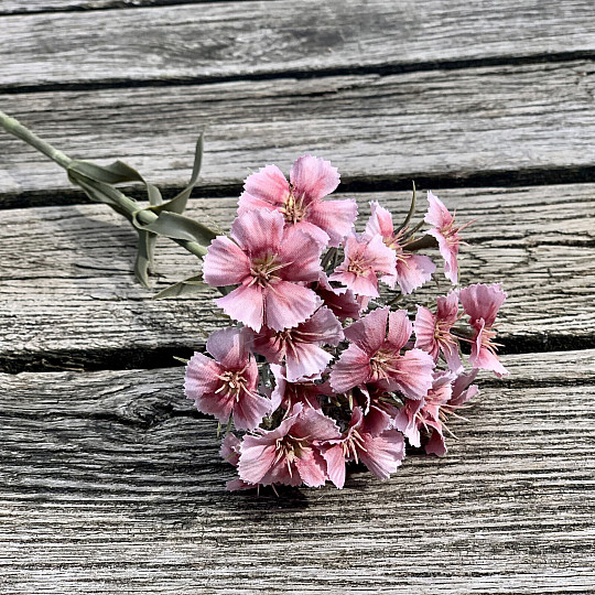PINK CARNATION