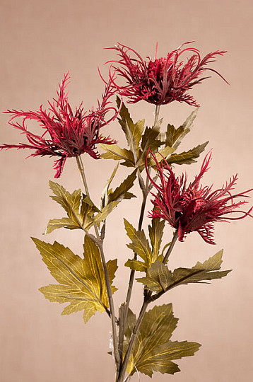 DRY WILD SEA HOLLY RED