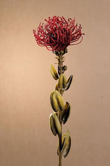 DRY SMALL PROTEA RED