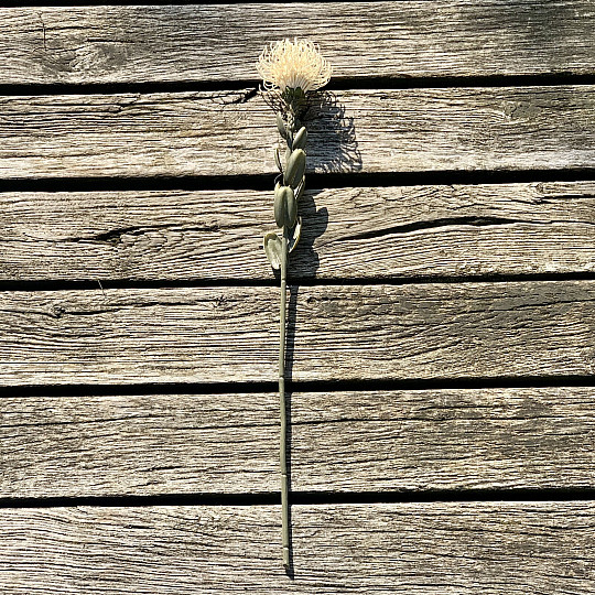 DRY SMALL PROTEA WHITE