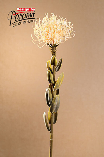 DRY SMALL PROTEA WHITE