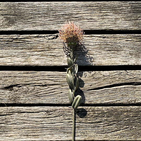 DRY SMALL PROTEA PINK