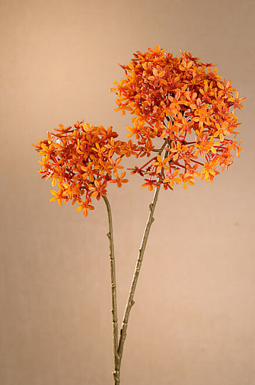 DRY CROWN FLOWER ORANGE