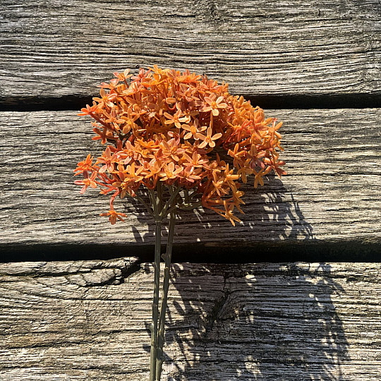 DRY CROWN FLOWER ORANGE